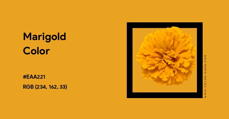 Marigold